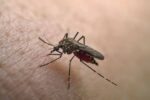 Mbi 240 mijë raste me dhjetëra viktima, çfarë është virusi Chikungunya?