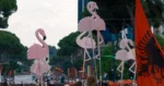 Luftë e ashpër fjalësh për flamingot: Çfarë rrezikon Shqipëria?